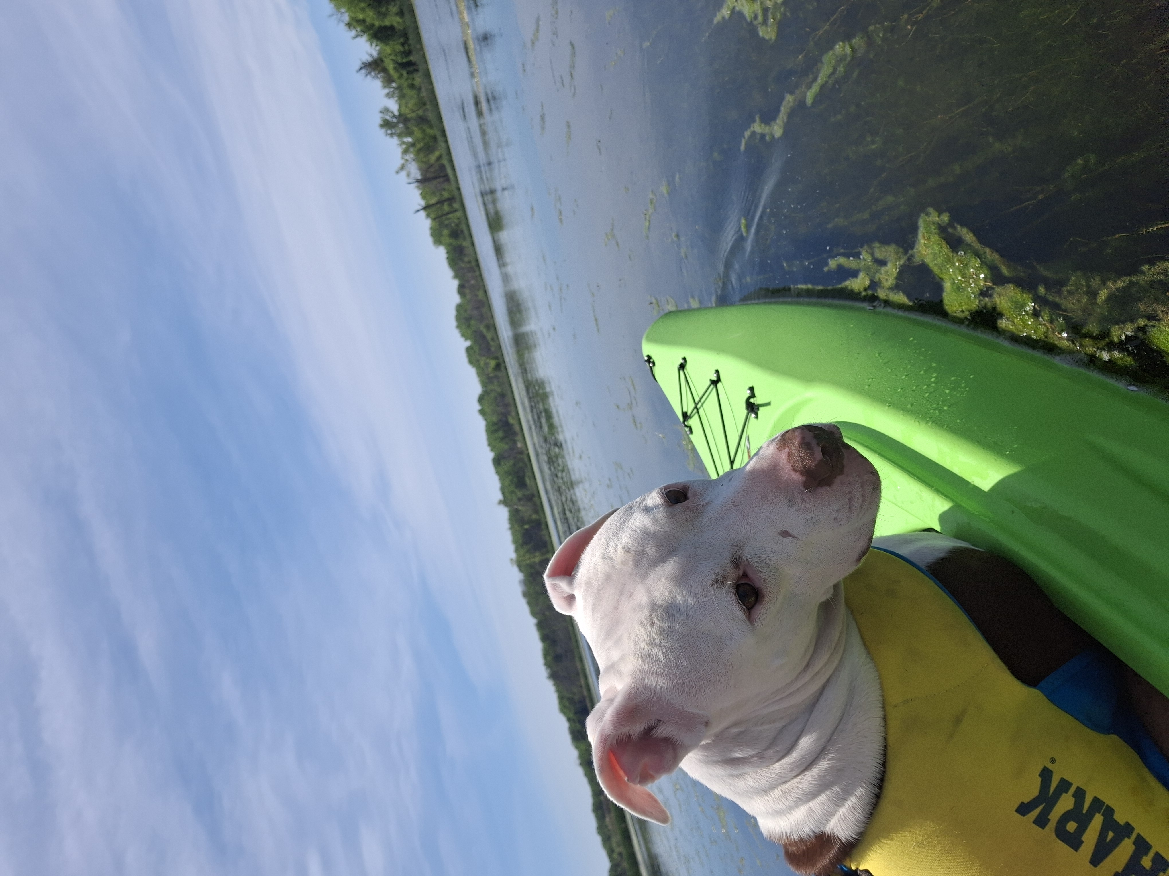 Sully riding shotgun in his life vest